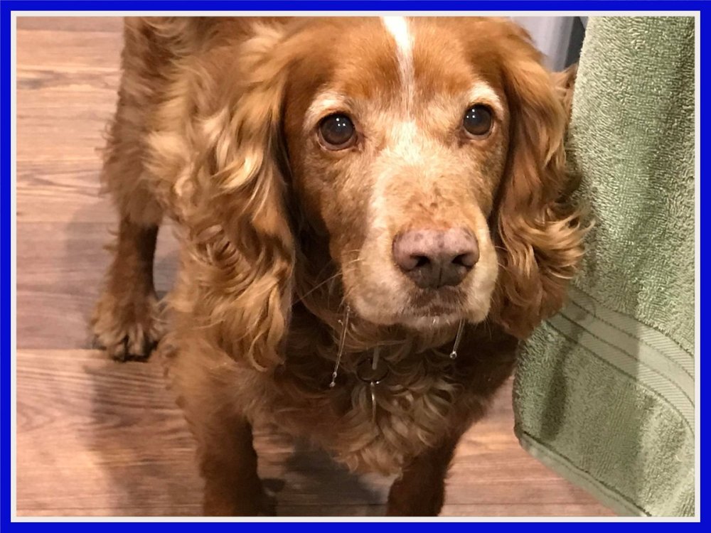 Bald Cocker Spaniel